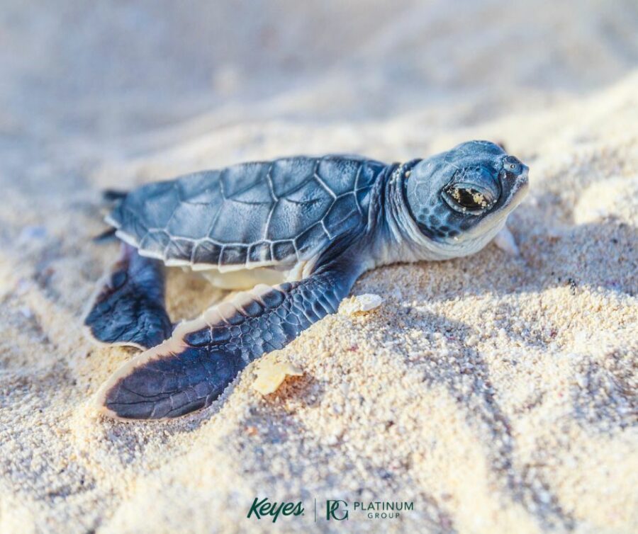 Yes Turtle Yes! Turtle-Friendly Lighting Matters! | Ellen DiMarco - Palm Beach Realtor